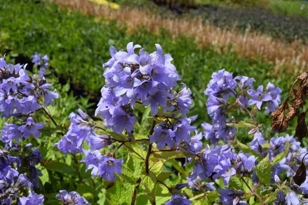 Campanula lactiflora 'Loddon Anna' ---